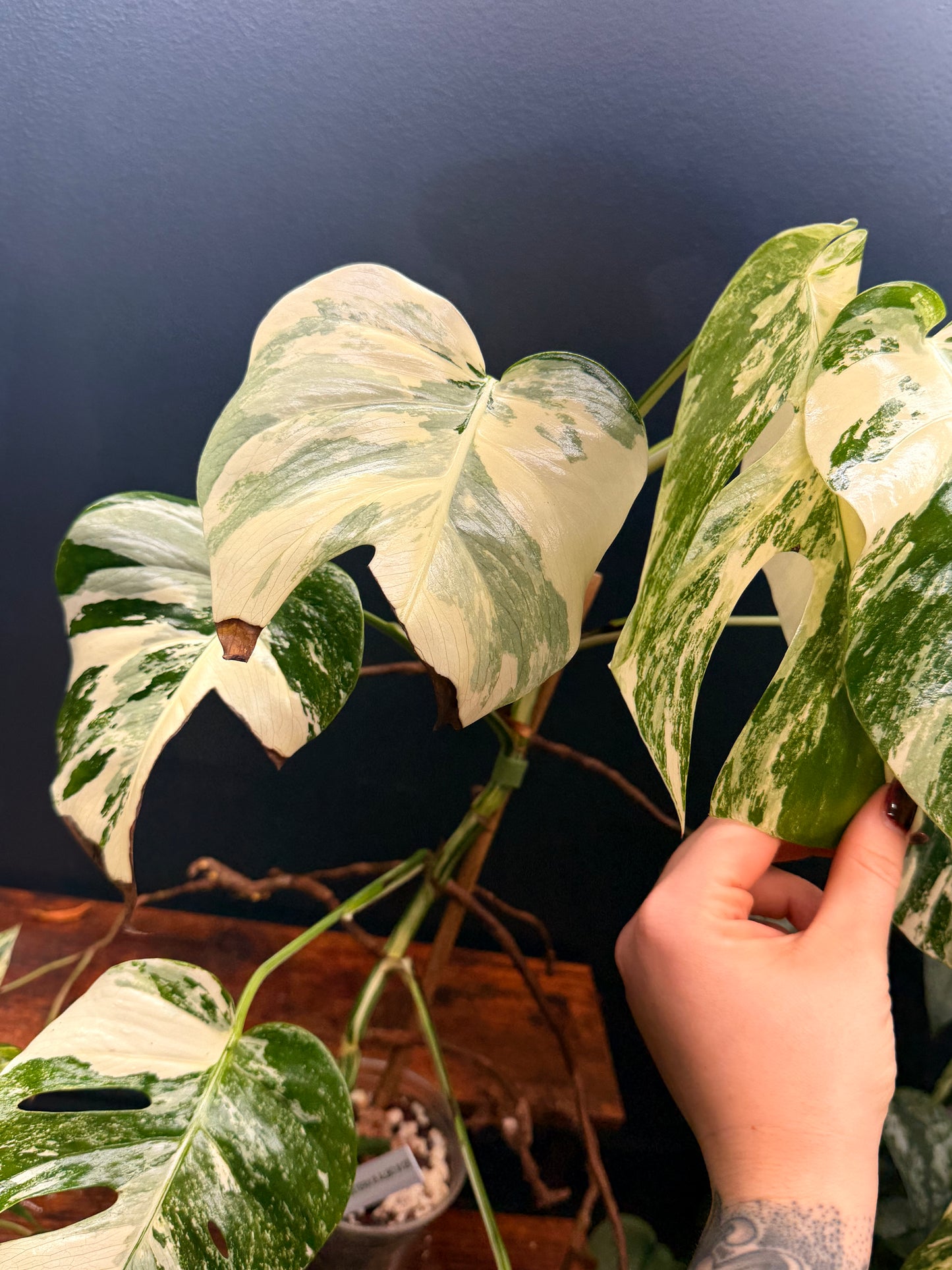 Monstera Borsigiana Albo