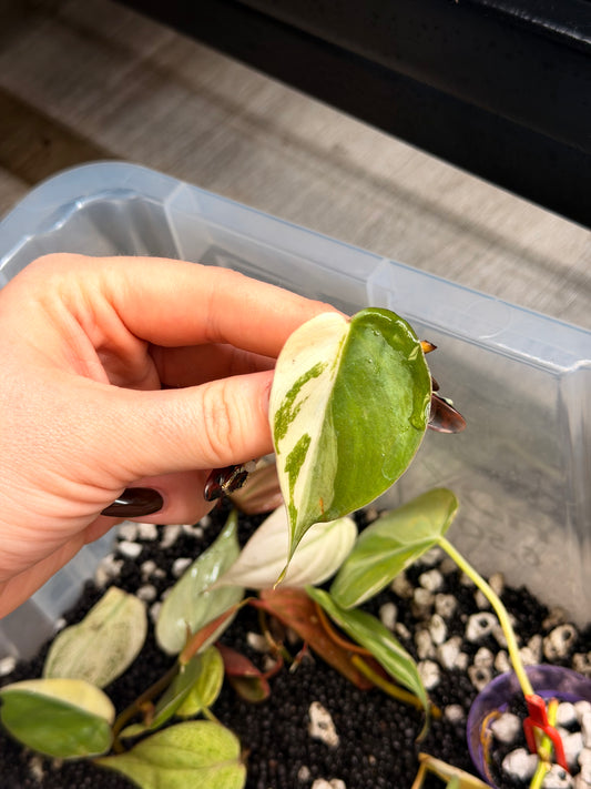 “Heartleaf” (Hederaceum) Albo
