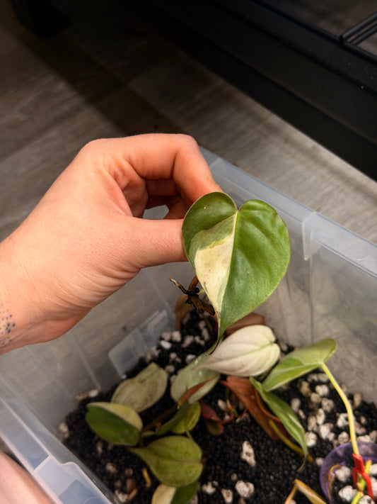“Heartleaf” (Hederaceum) Albo