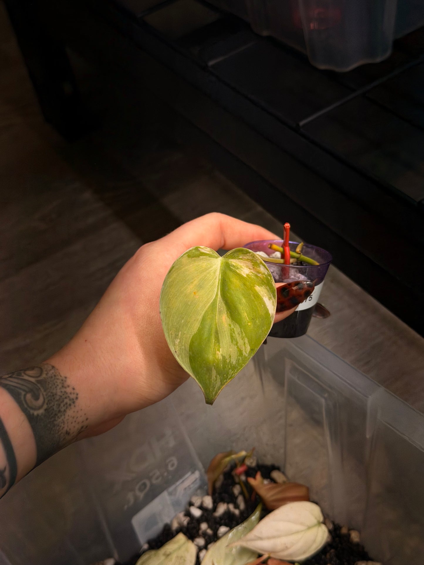 “Heartleaf” (Hederaceum) Albo
