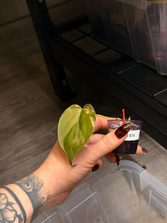 “Heartleaf” (Hederaceum) Albo
