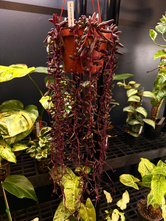 “String of” - Ruby Necklace