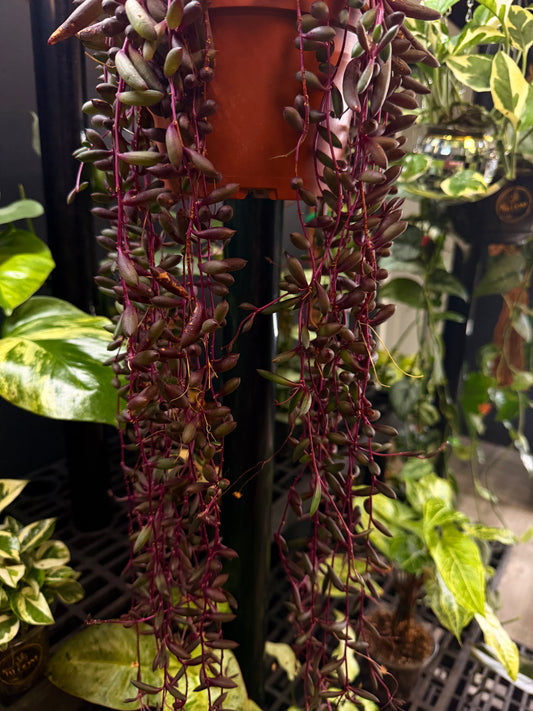 “String of” - Ruby Necklace