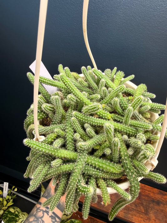 Peanut Cactus