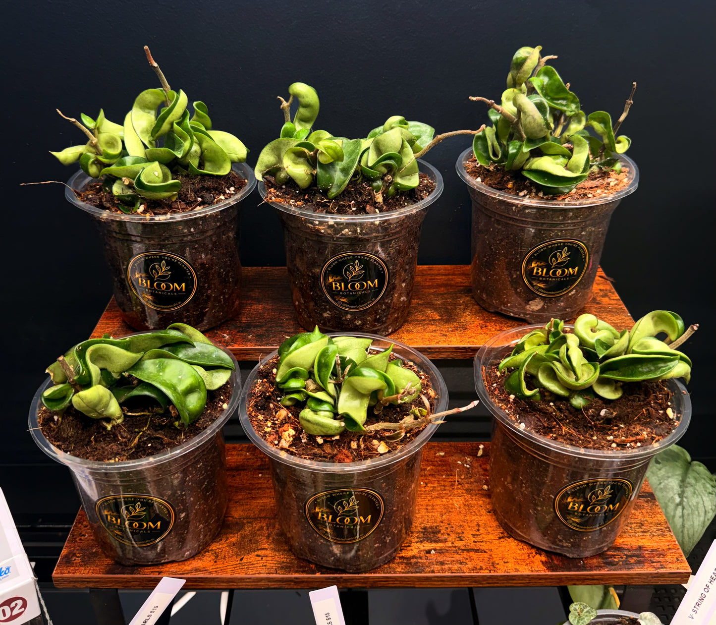Hoya Compacta