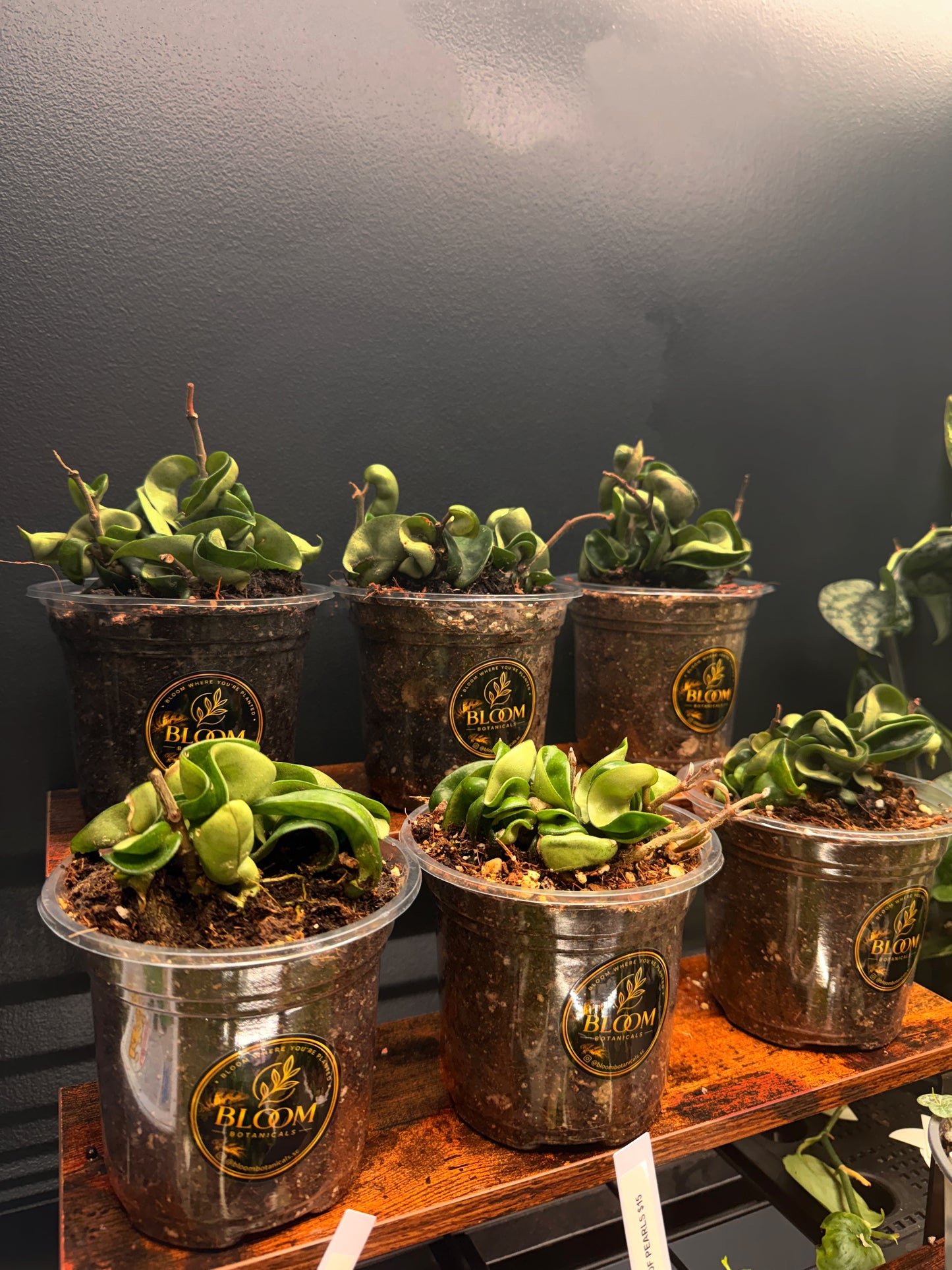 Hoya Compacta