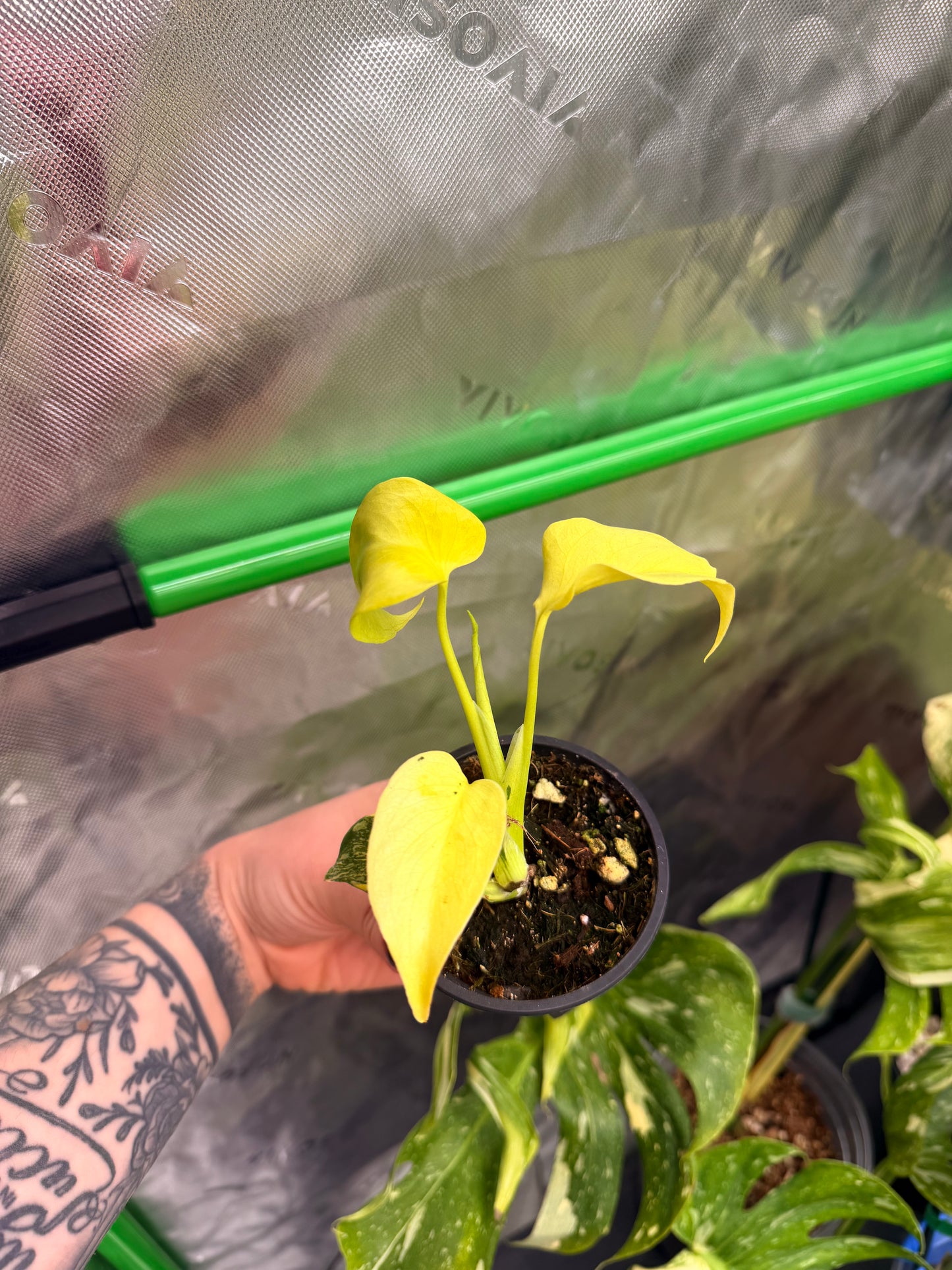 Mutated Monstera Electrolyte