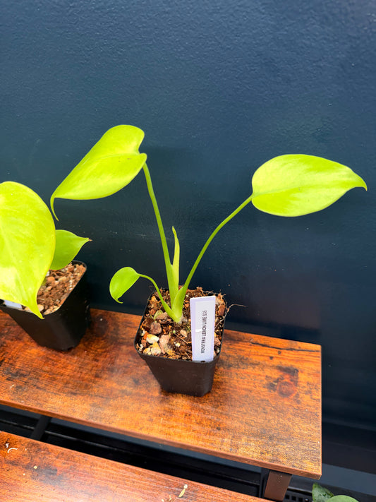 Monstera Lemom Lime