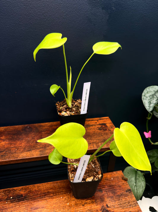 Monstera Lemom Lime