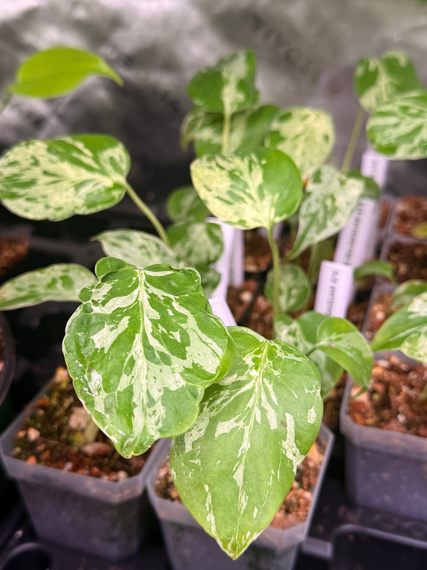 Monstera Bulbasaur