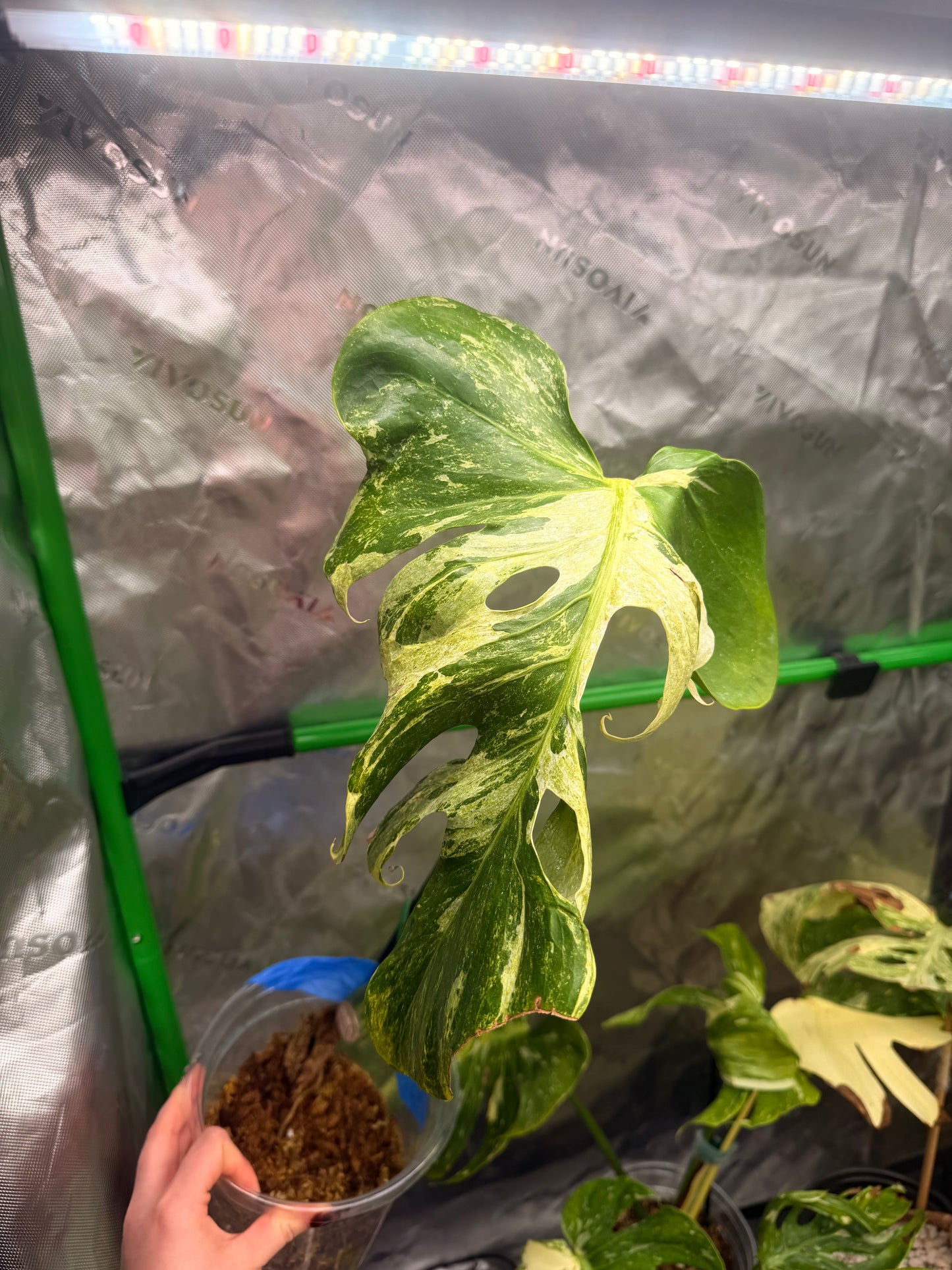 Monstera Ocean Mint