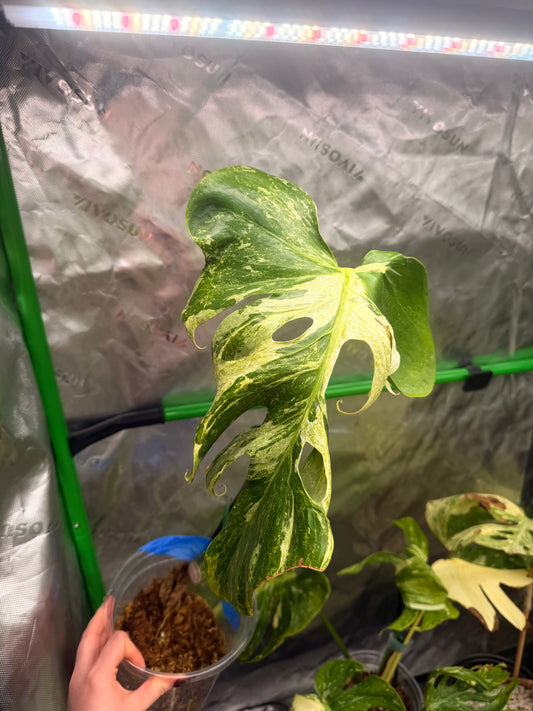 Monstera Ocean Mint