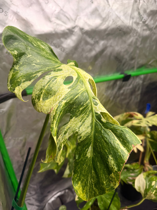 Monstera Ocean Mint