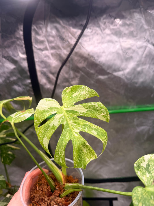Monstera Legacy