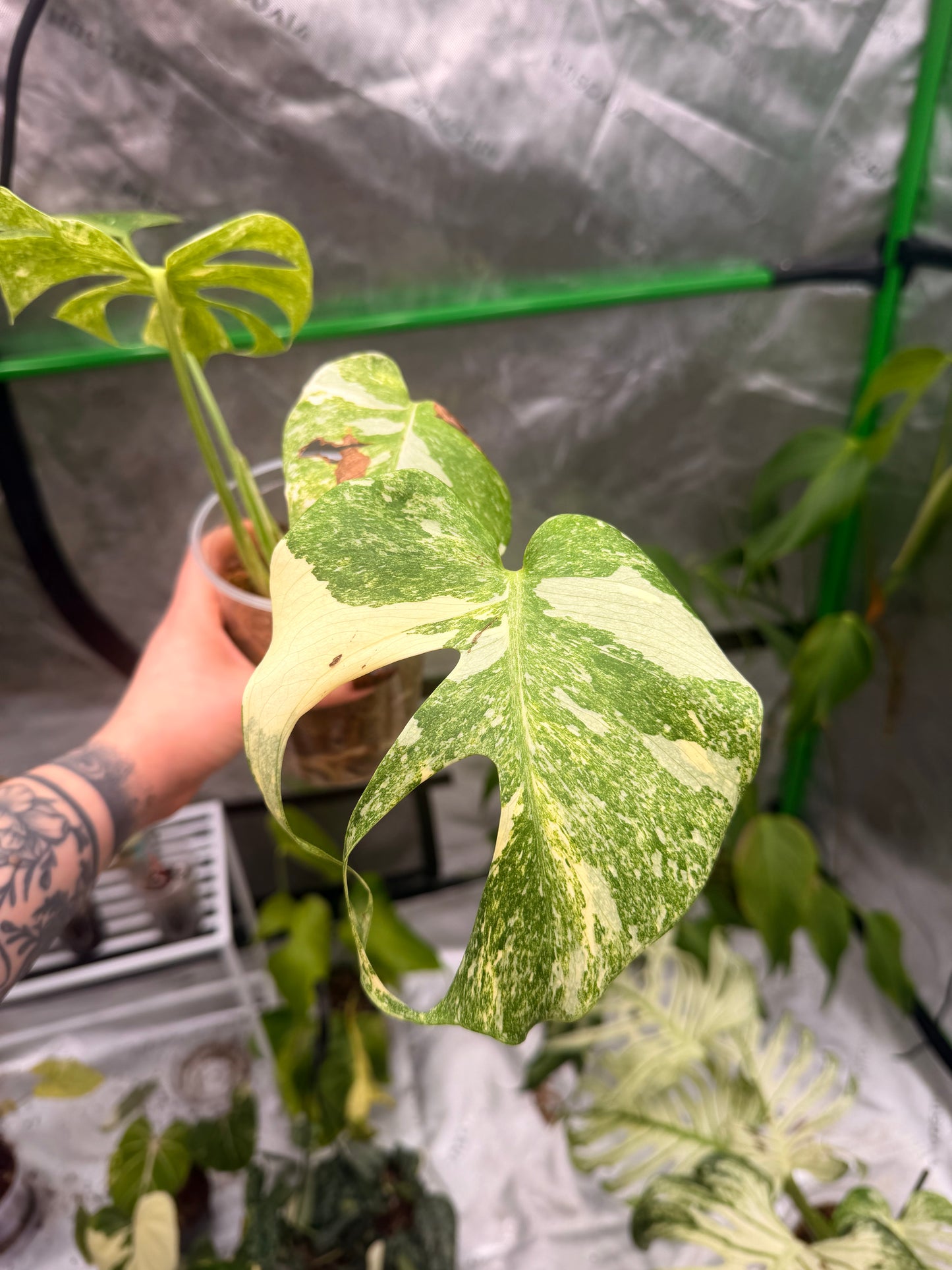 Monstera Legacy