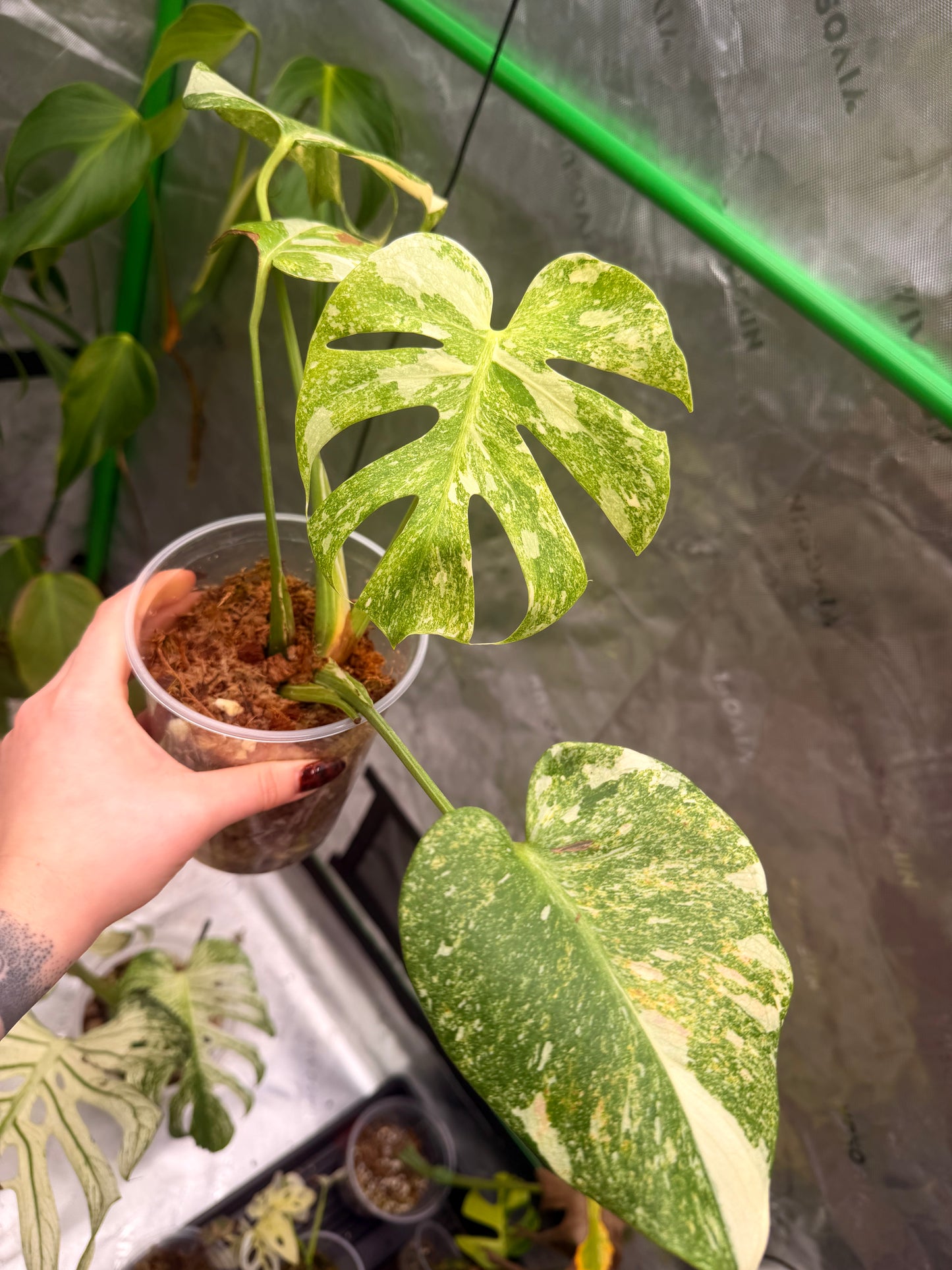 Monstera Legacy