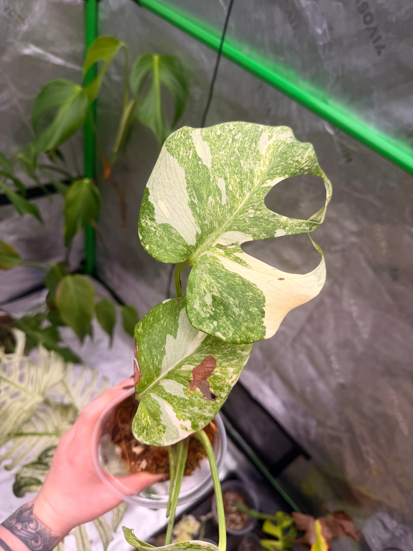 Monstera Legacy