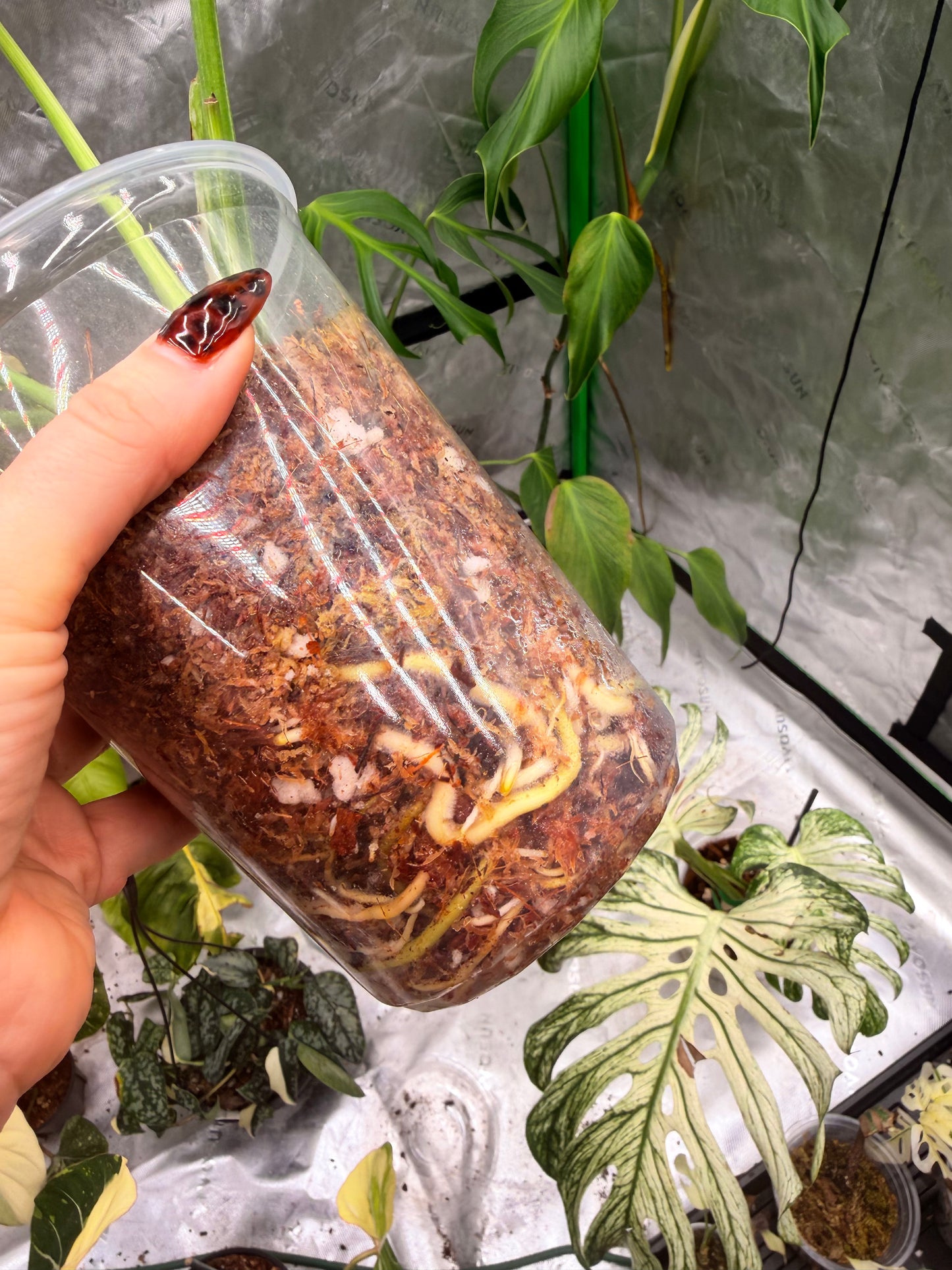 Monstera Legacy