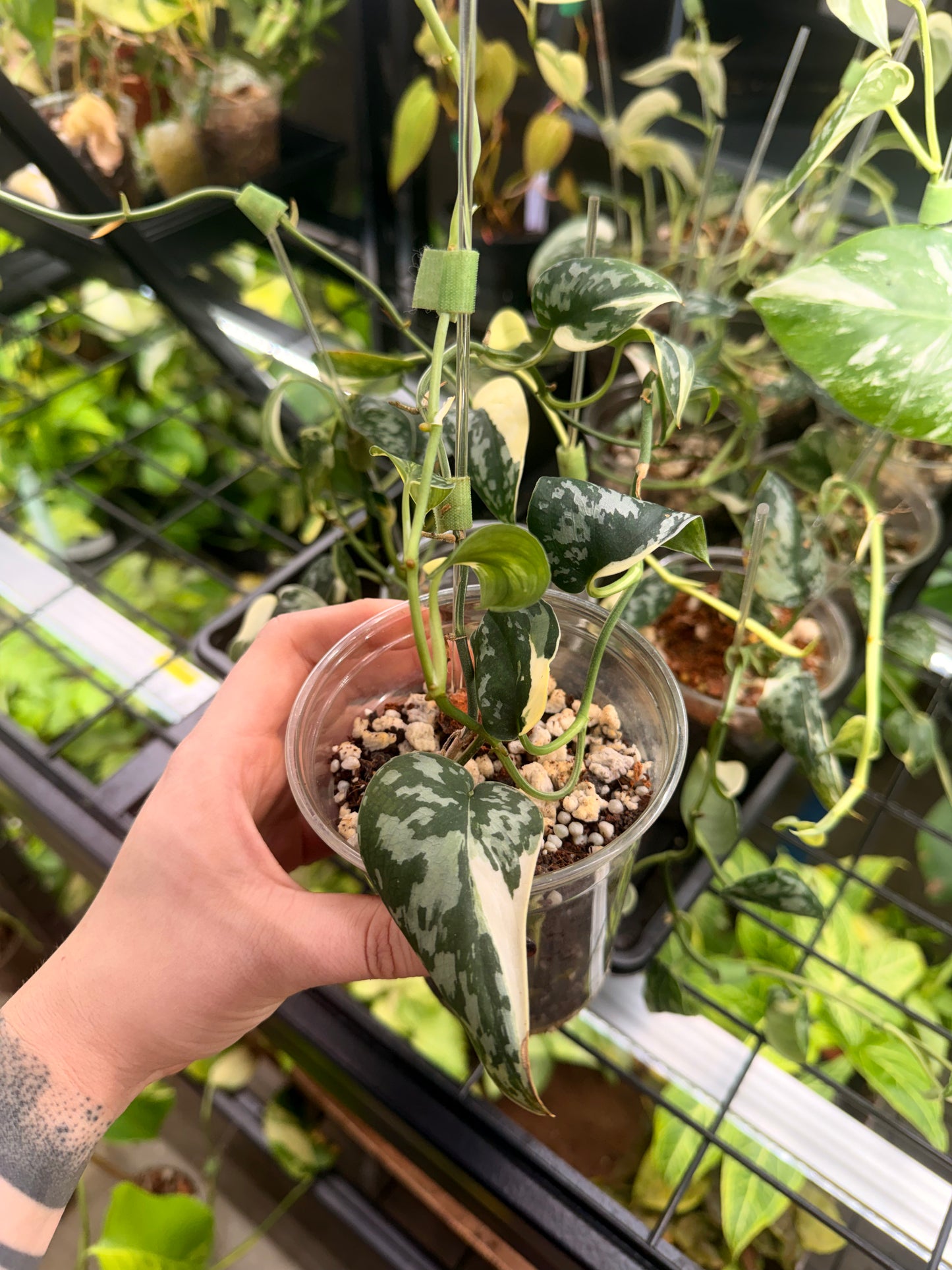 Scindapsus Mayari
