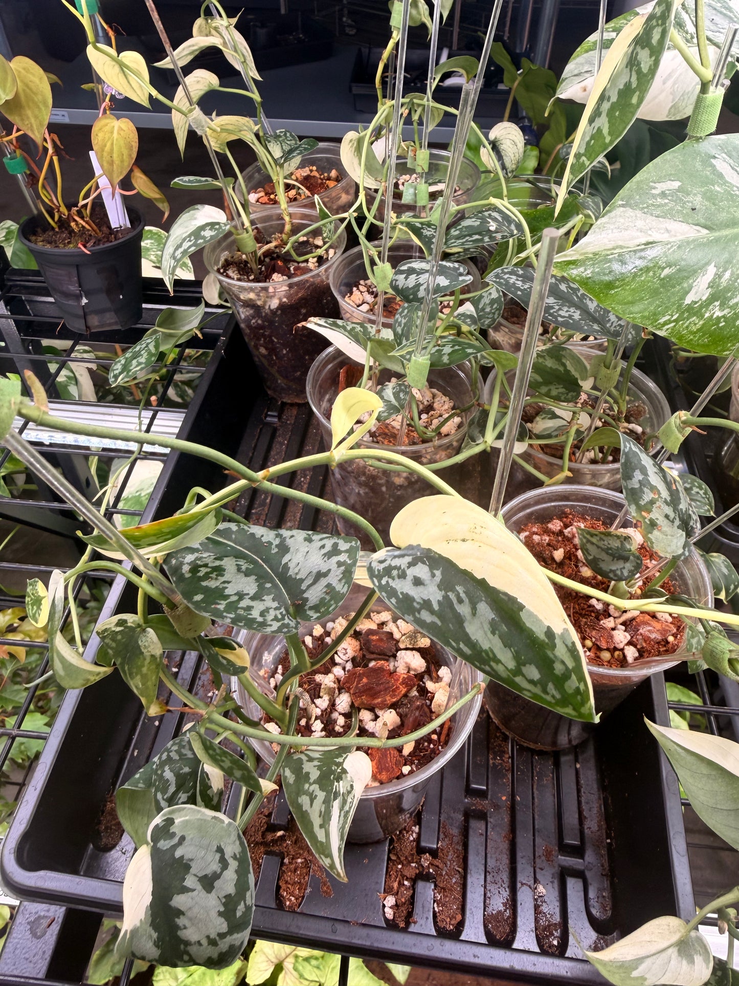Scindapsus Mayari