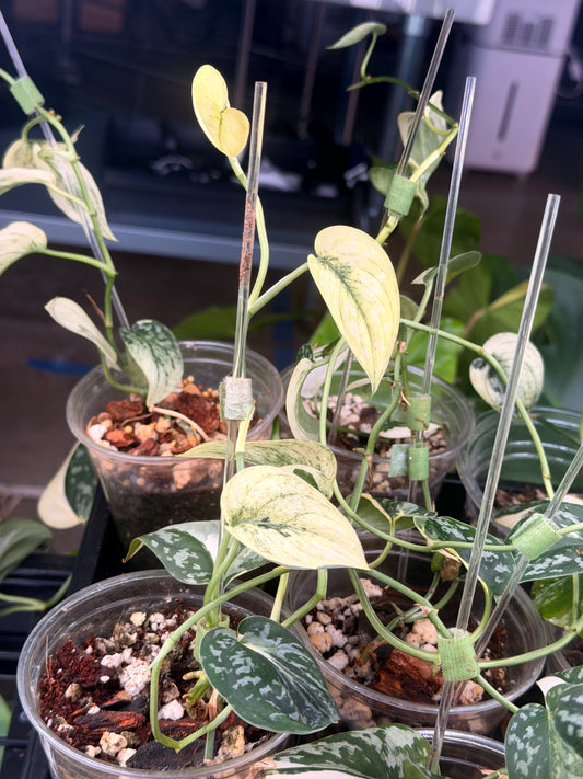 Scindapsus Mayari