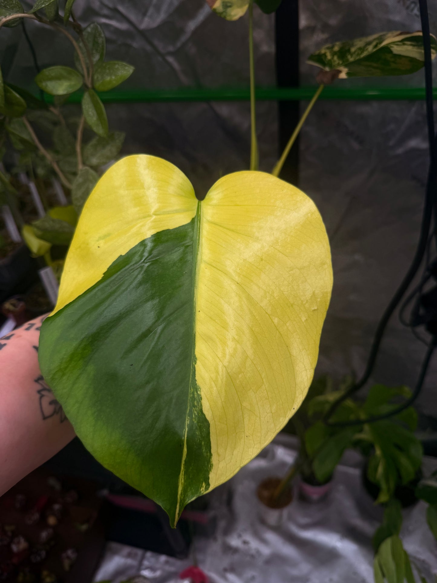 Monstera Yellow Marilyn
