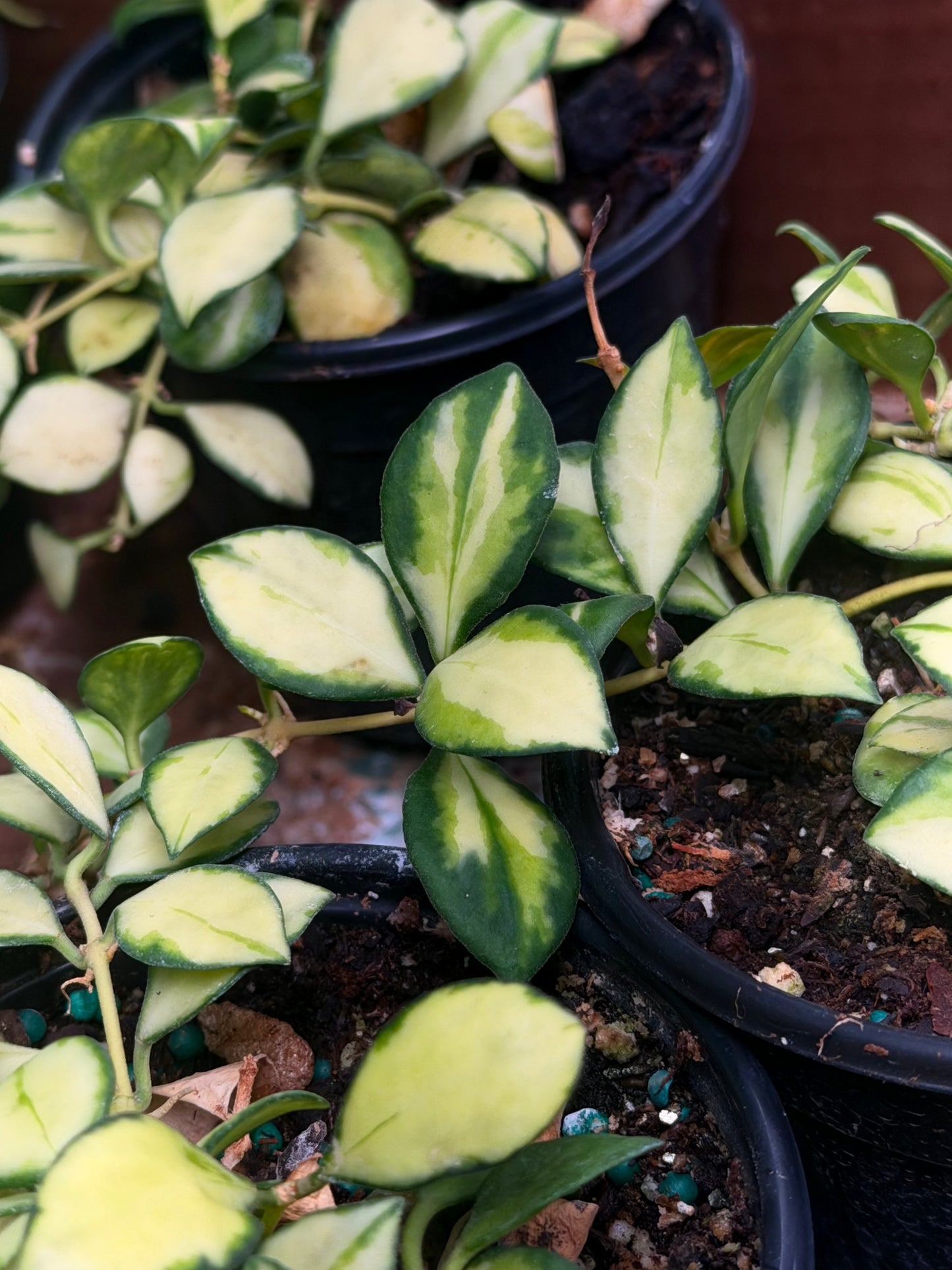 Var Hoya Heuscheliana