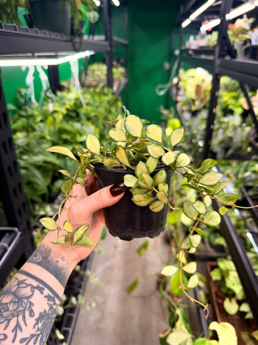 Var Hoya Heuscheliana