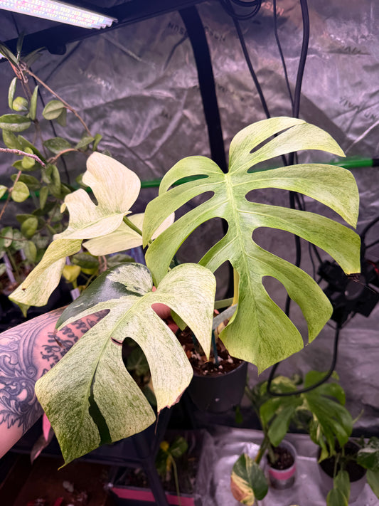 Monstera Jungle Mint NOID