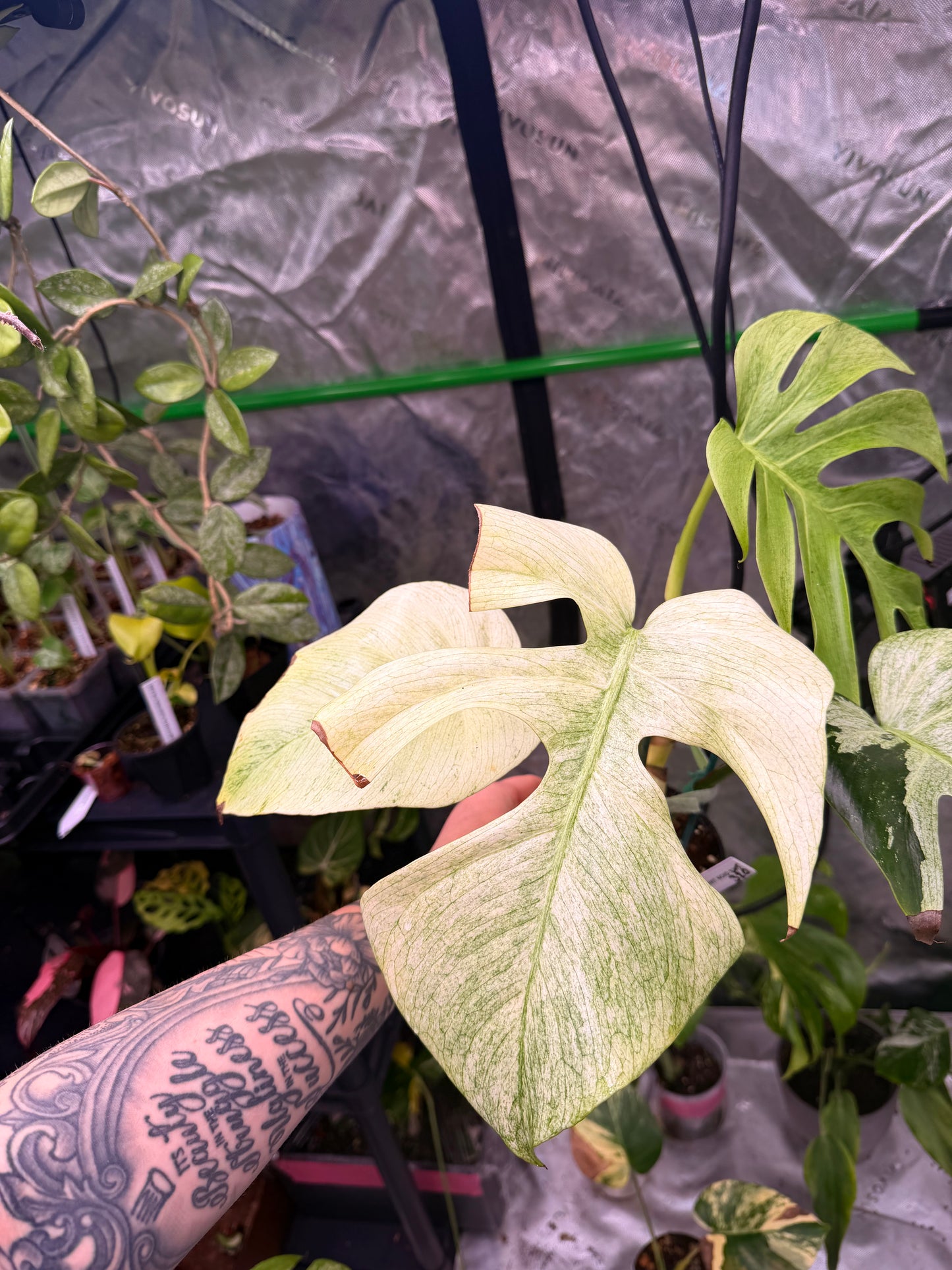 Monstera Jungle Mint NOID