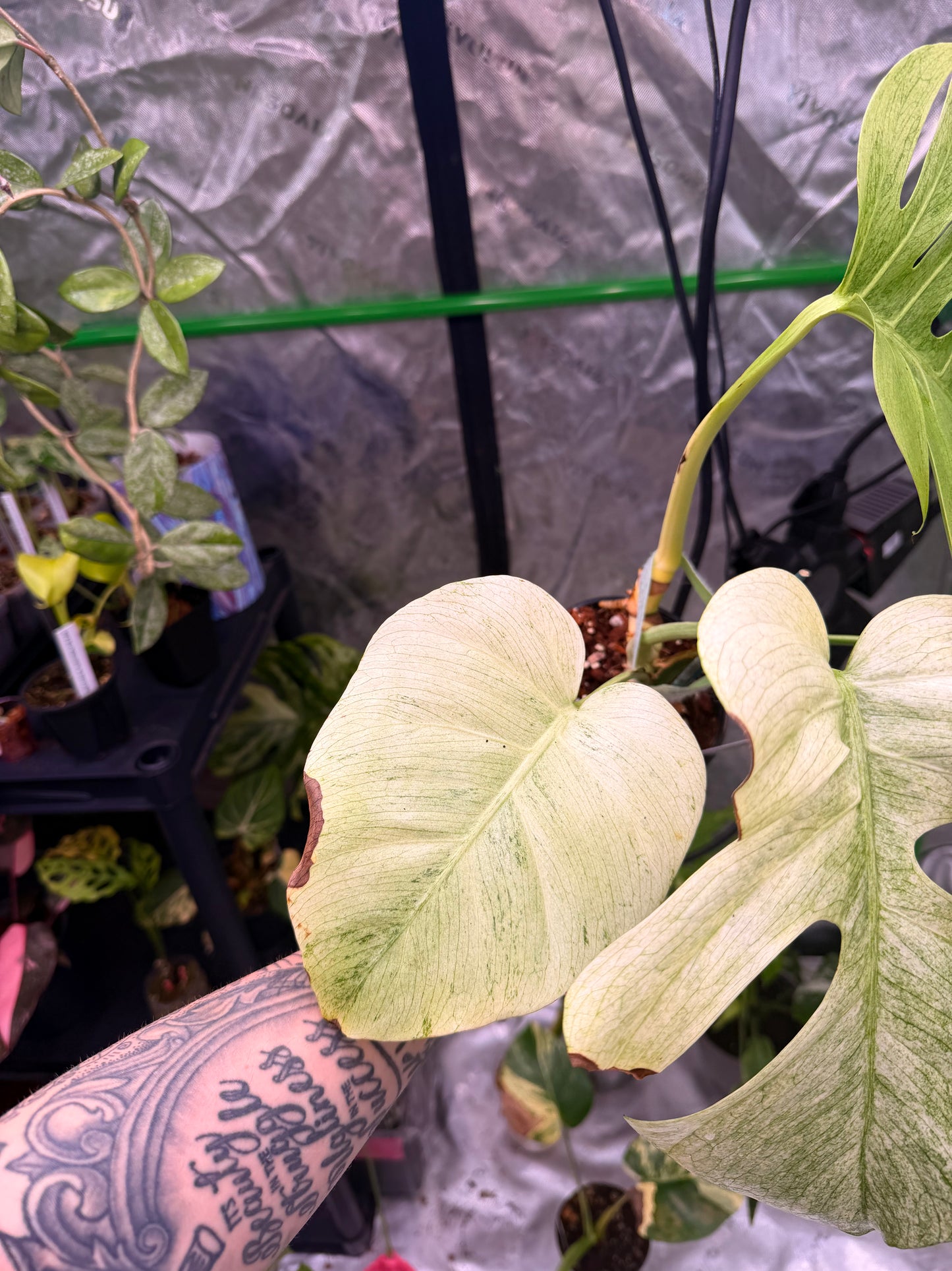 Monstera Jungle Mint NOID