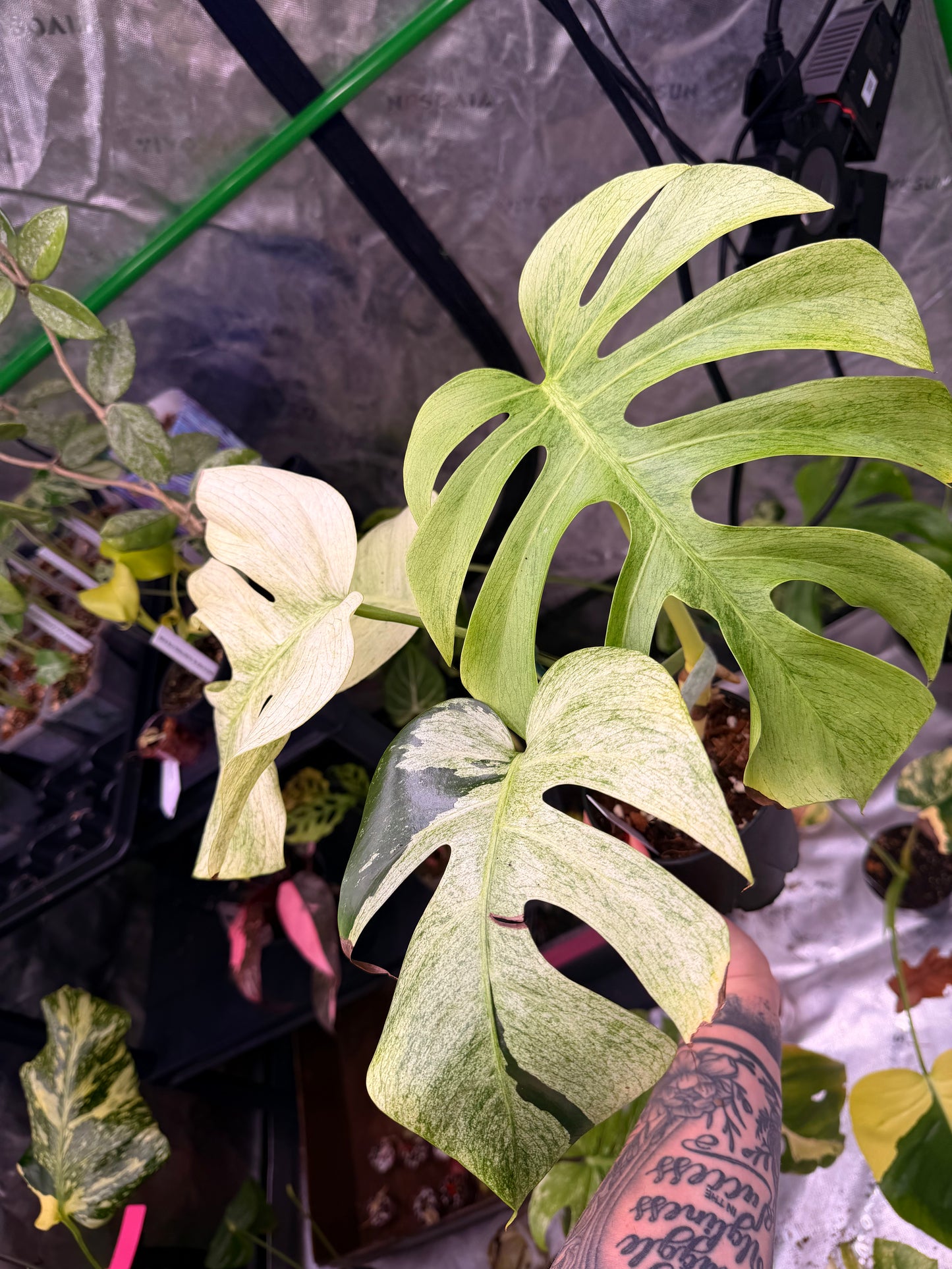 Monstera Jungle Mint NOID
