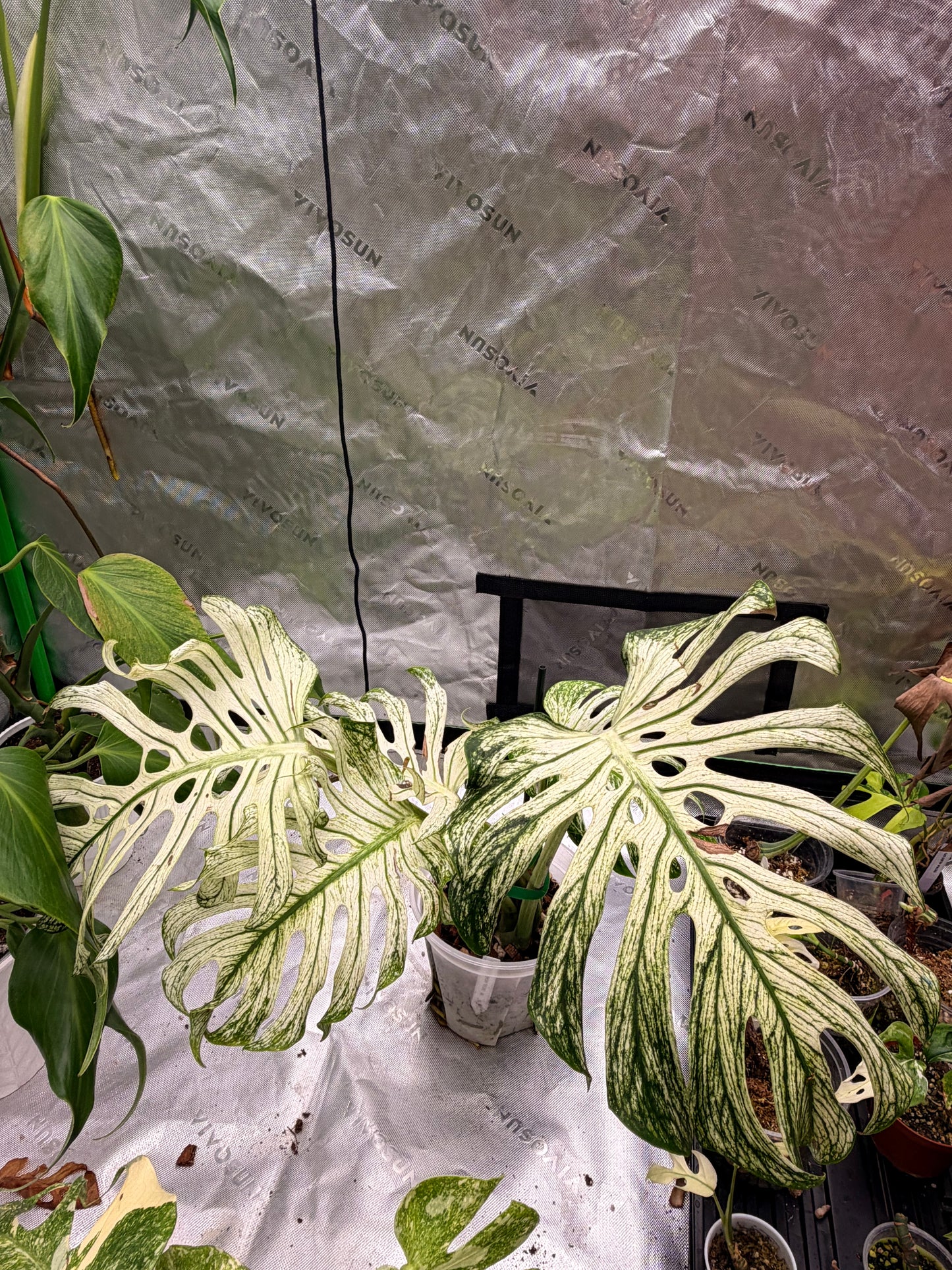 Monstera Devil Monster
