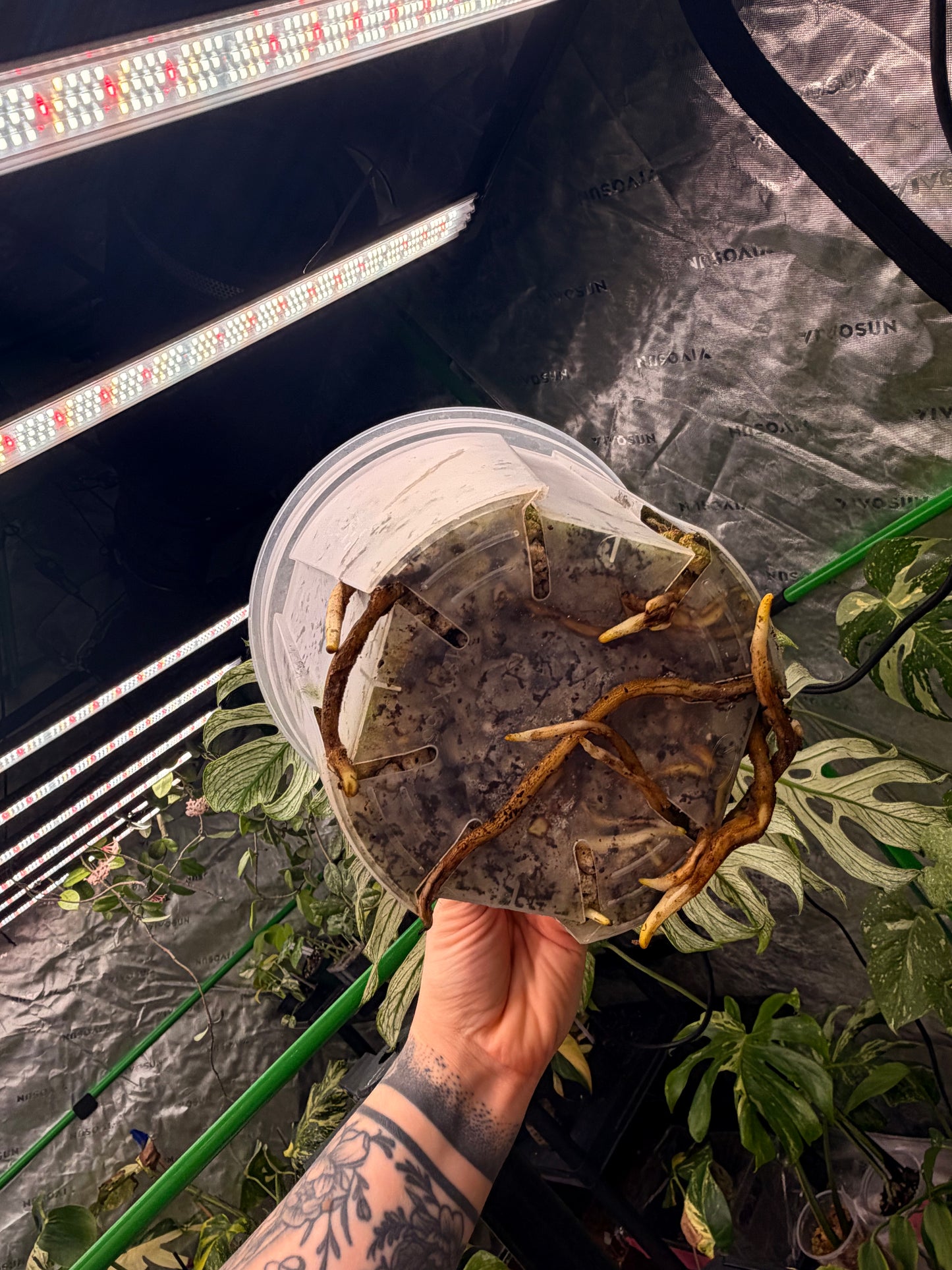 Monstera Devil Monster