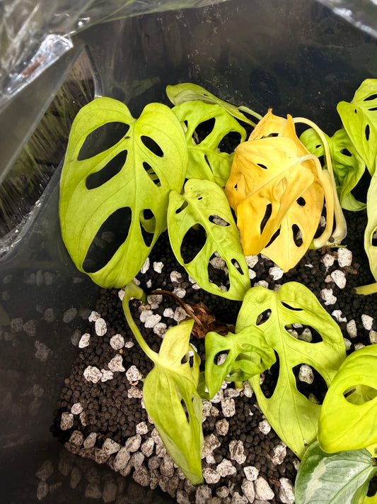 Monstera Adansonii Neon Cutting