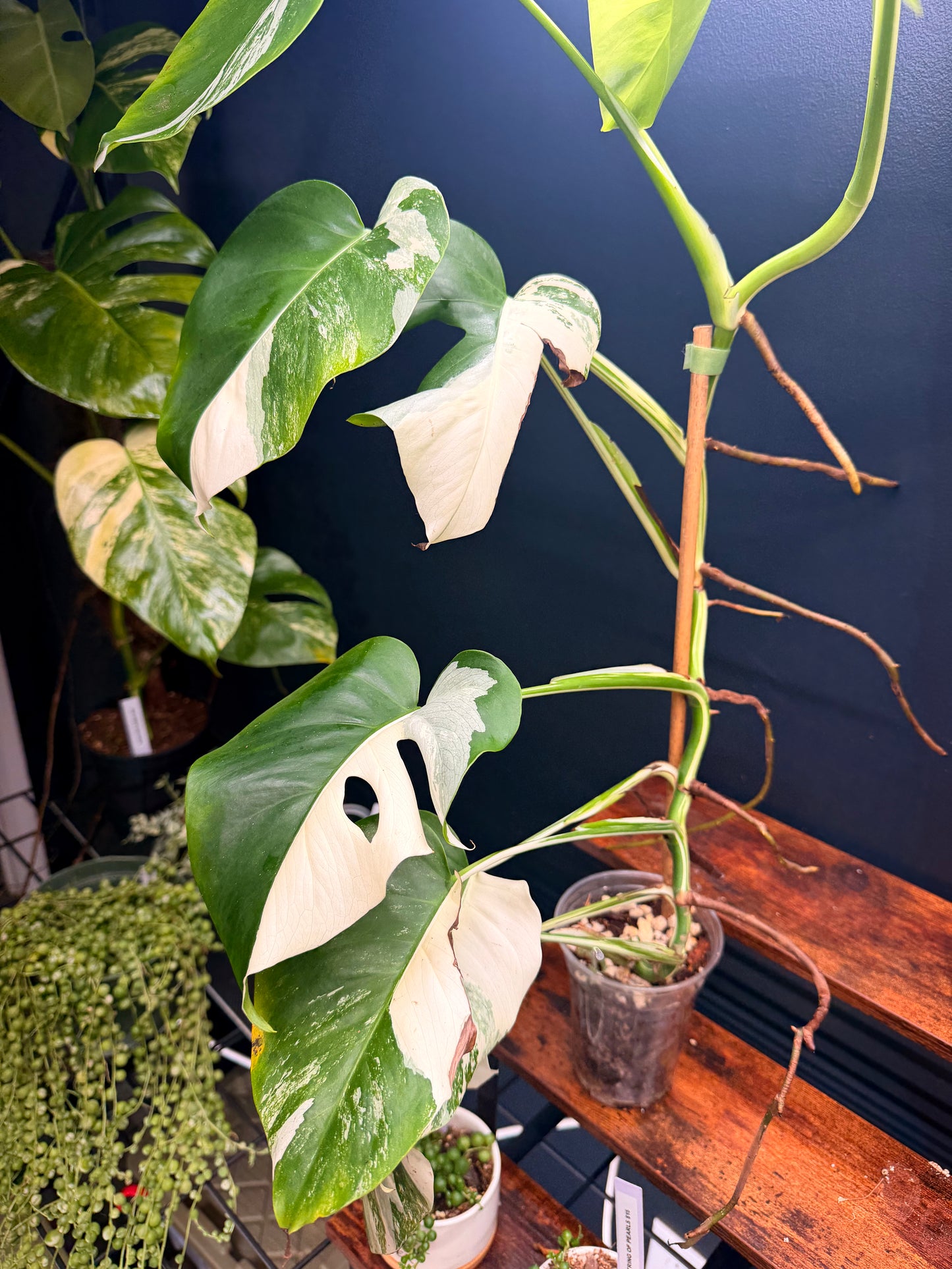 GC Monstera Borsigiana Albo