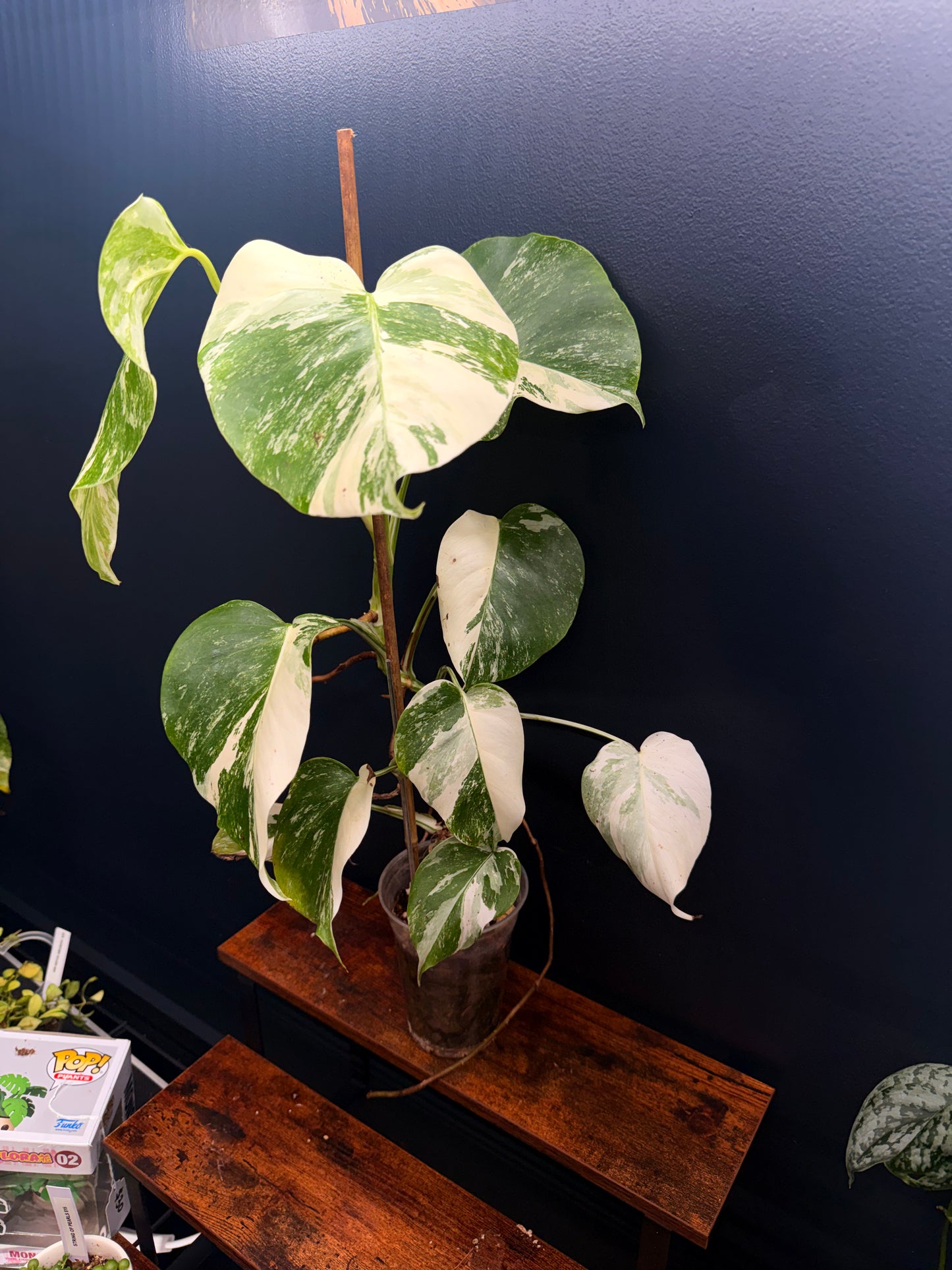 GC Monstera Borsigiana Albo