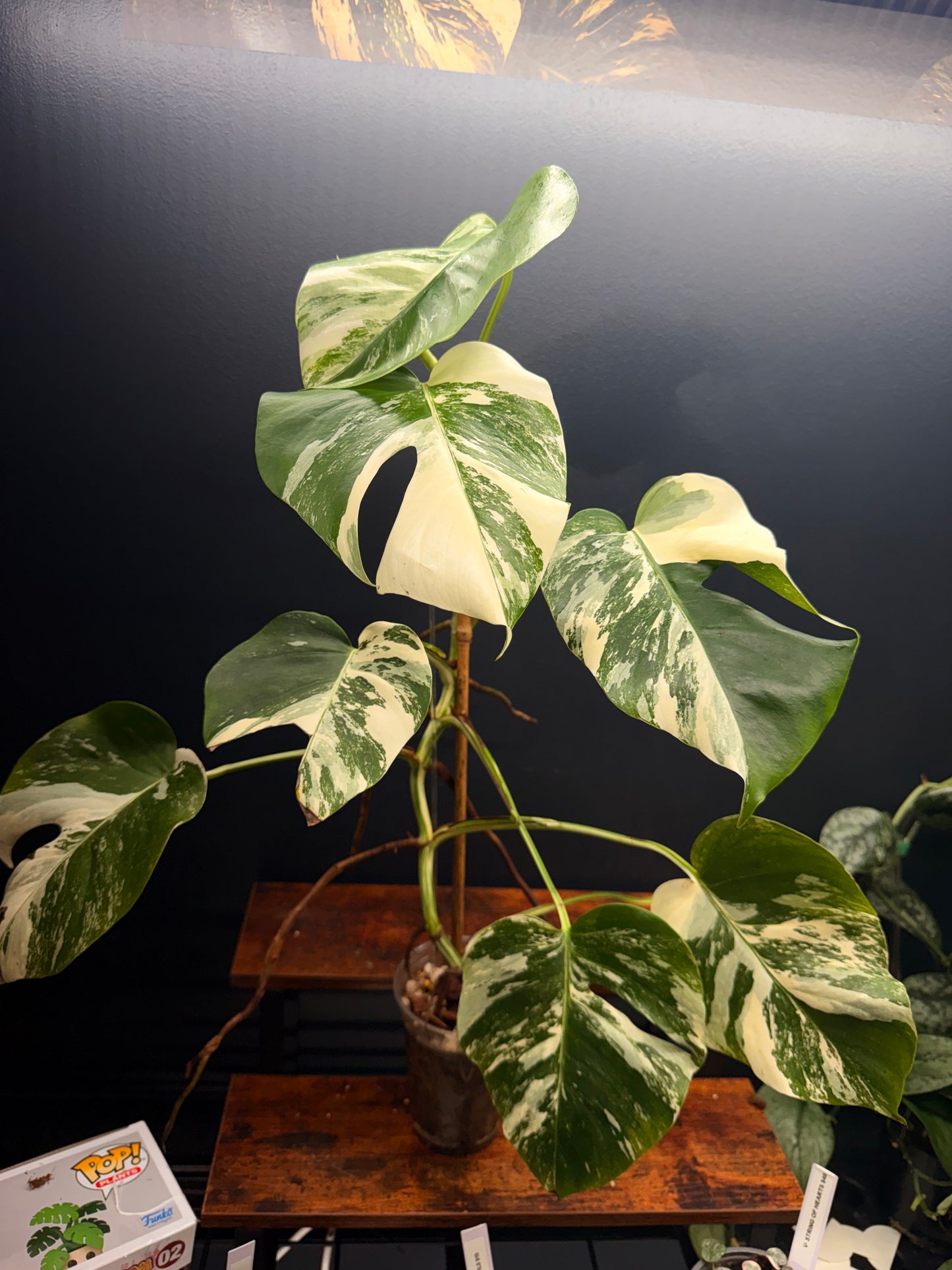 GC Monstera Borsigiana Albo