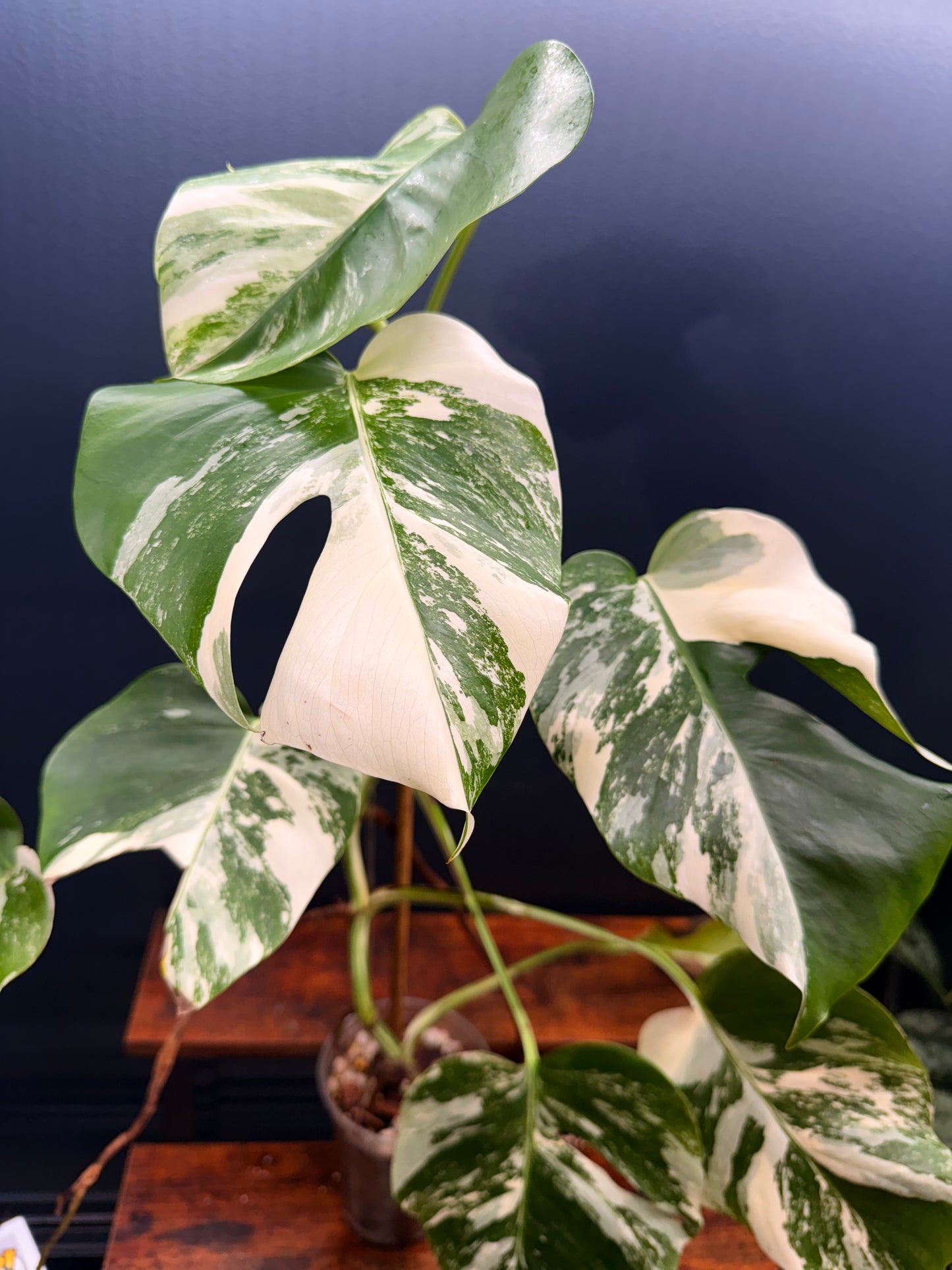 GC Monstera Borsigiana Albo