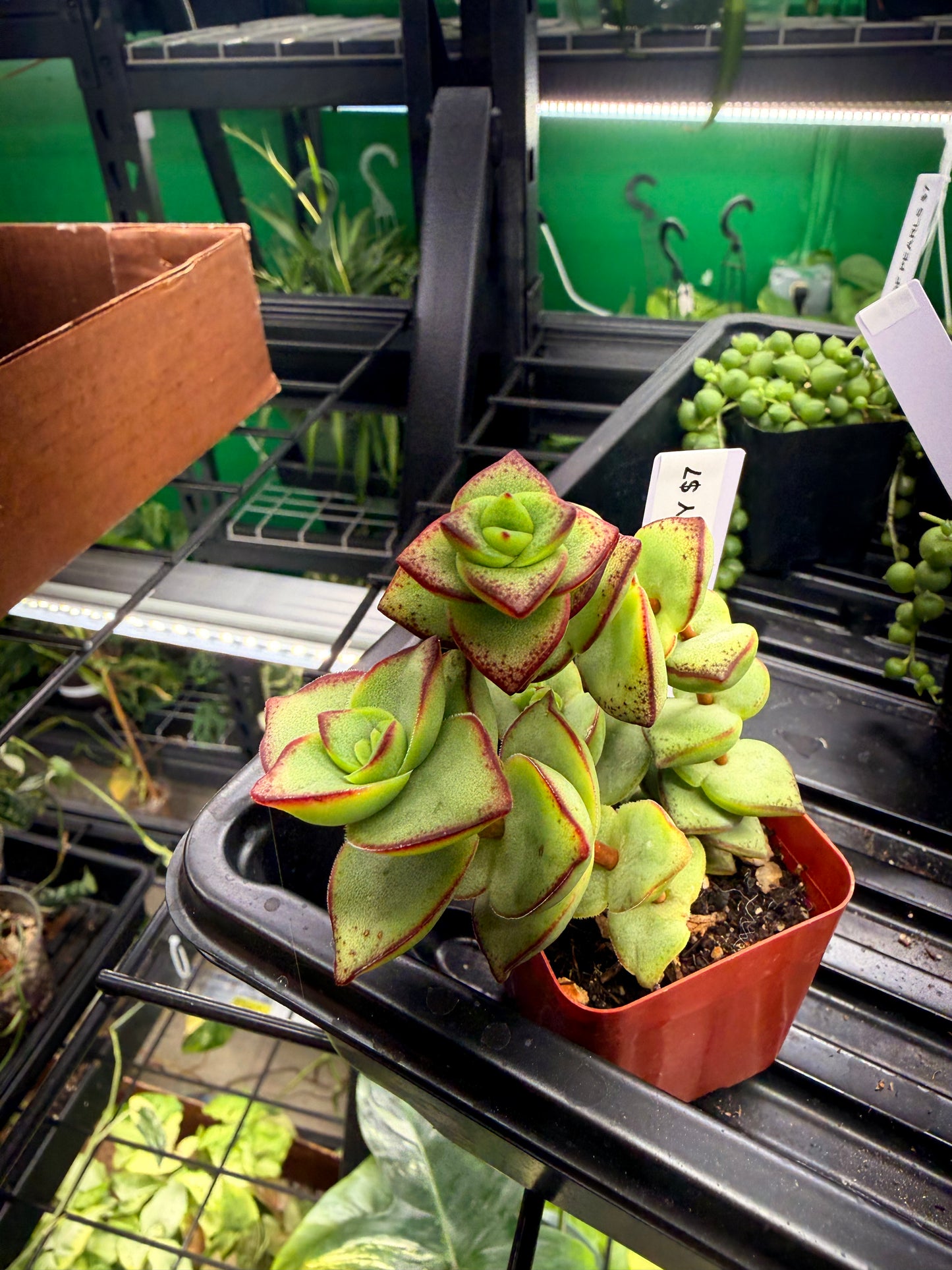 Crassula Ivory Tower