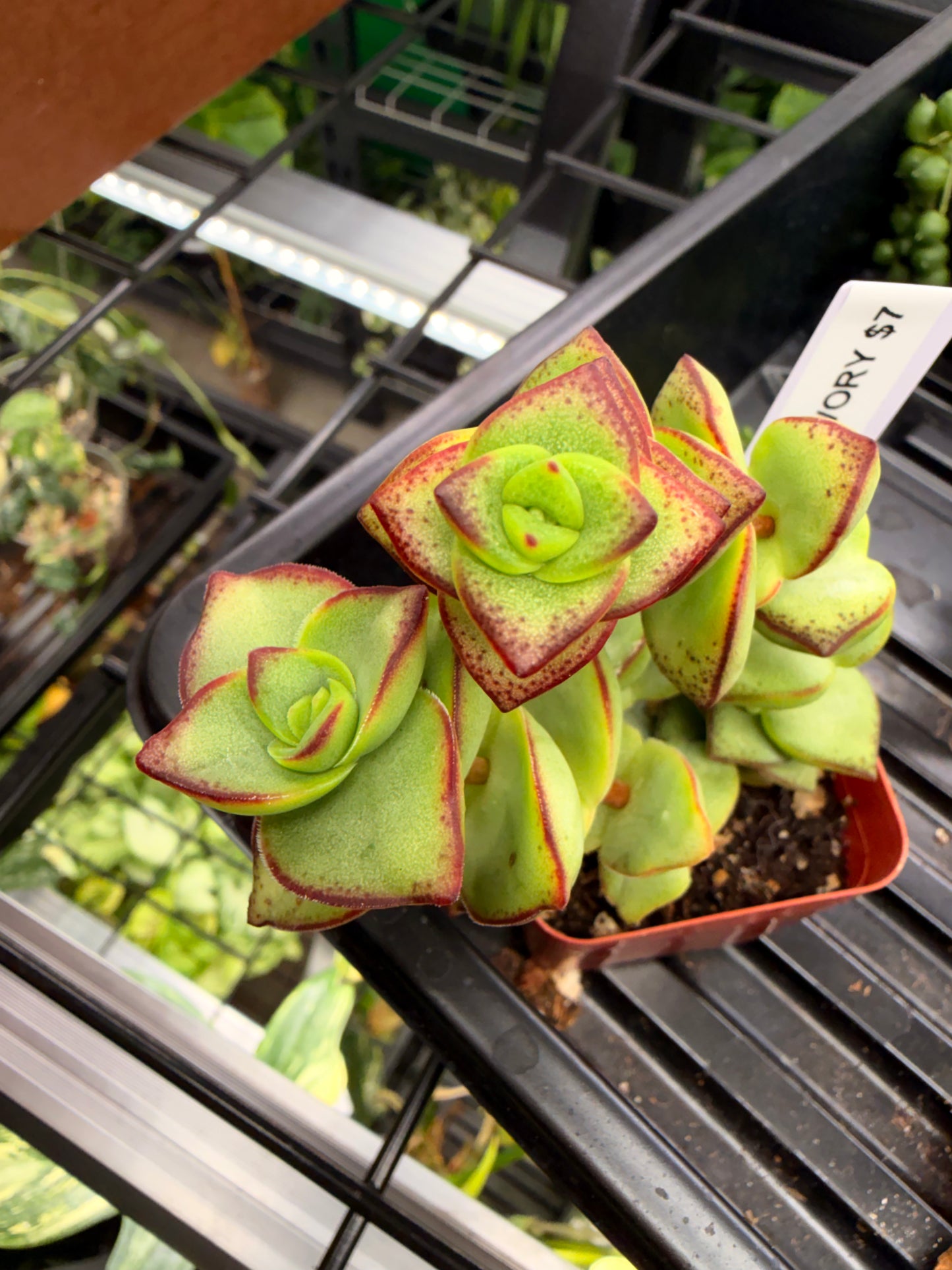 Crassula Ivory Tower