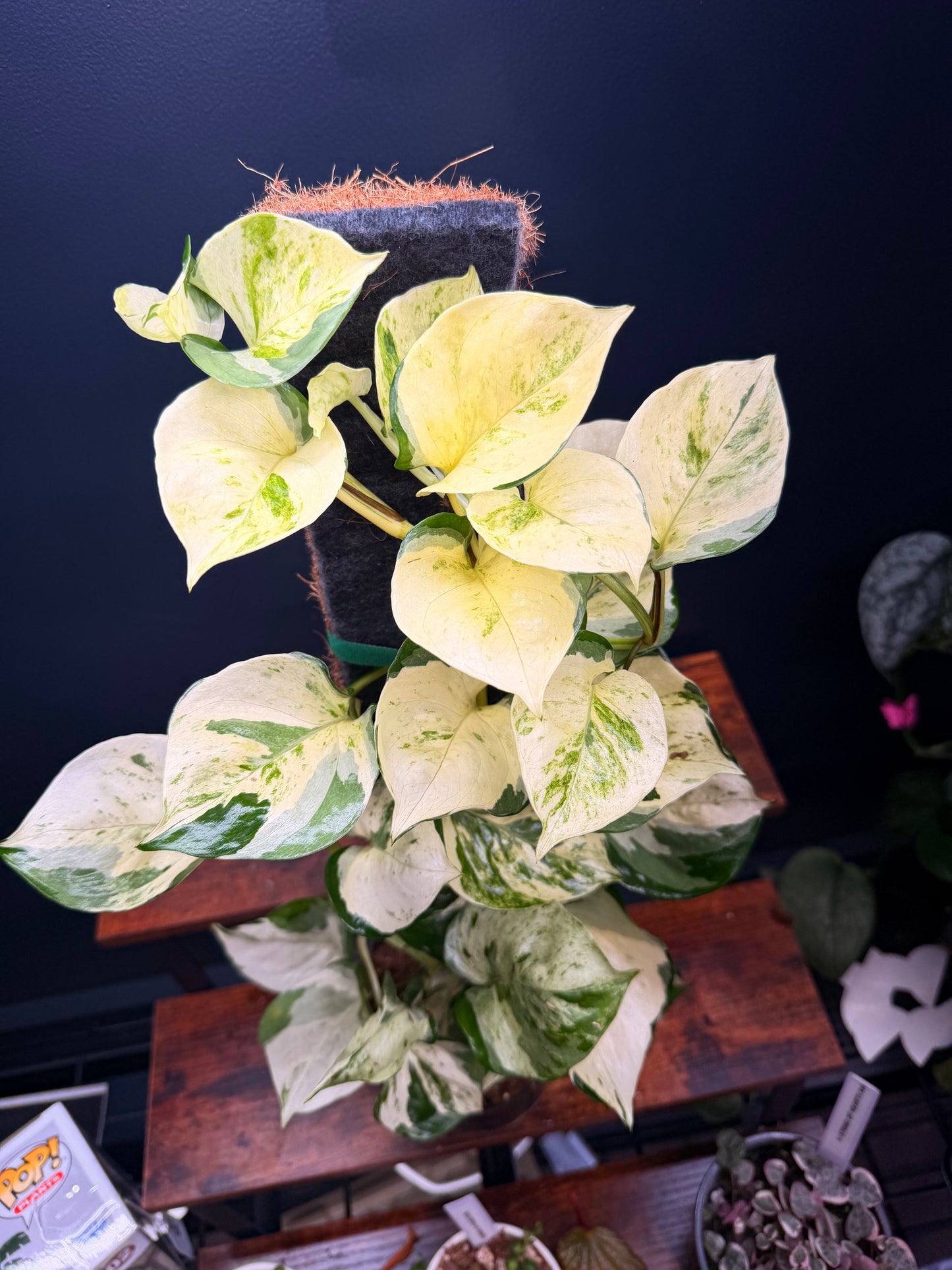 Epipremnum Manjula