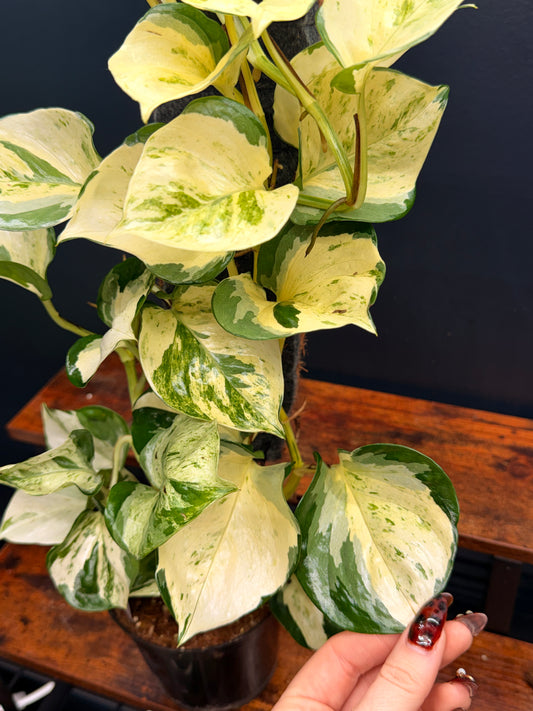 Epipremnum Manjula