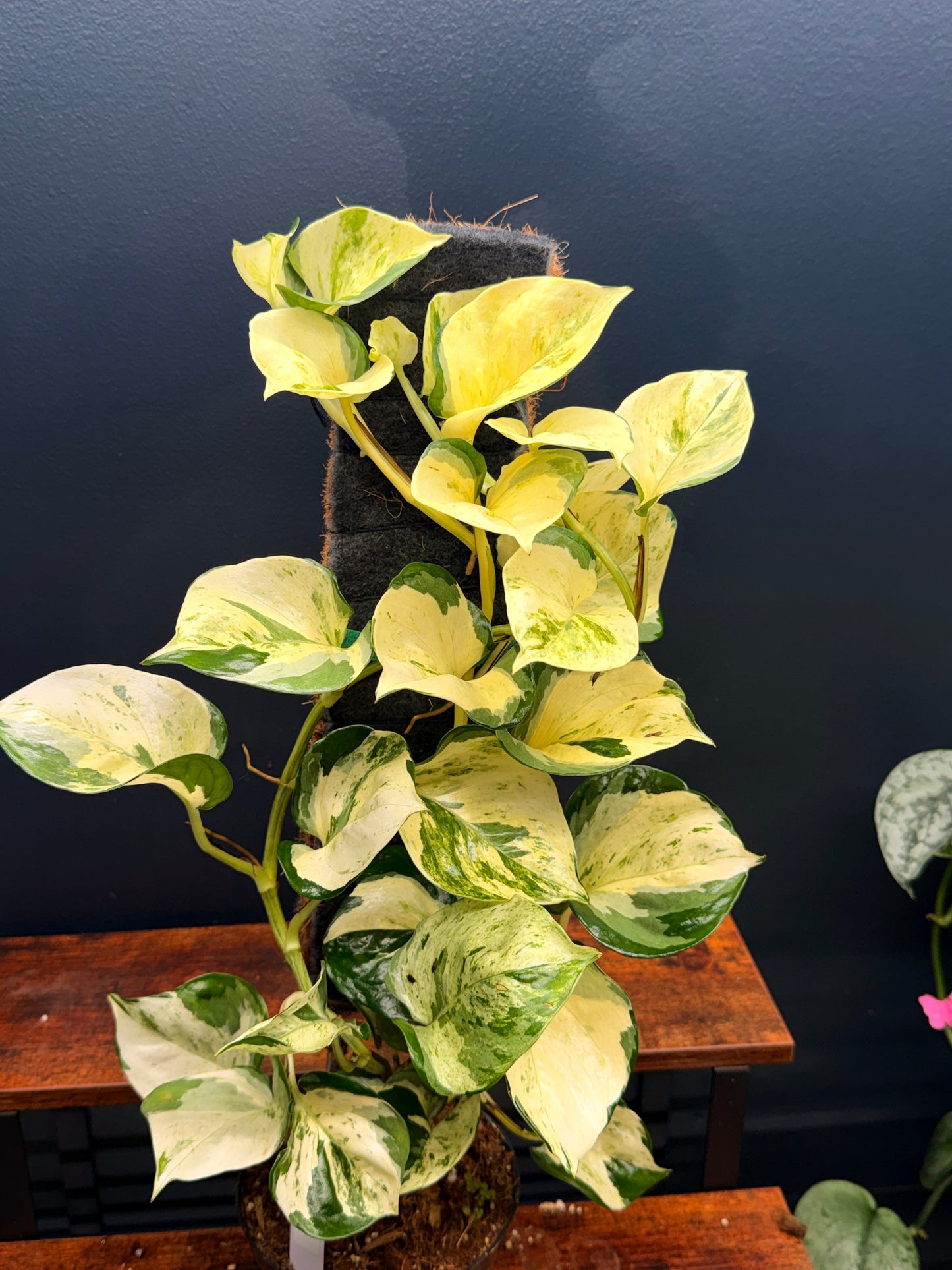 Epipremnum Manjula