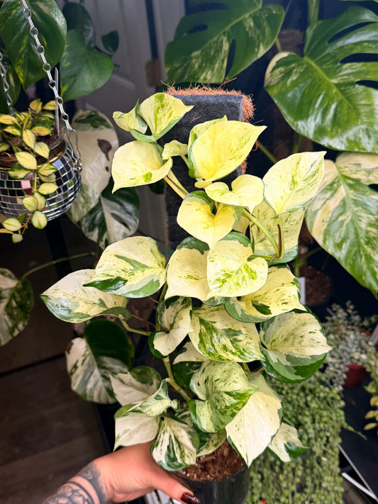 Epipremnum Manjula